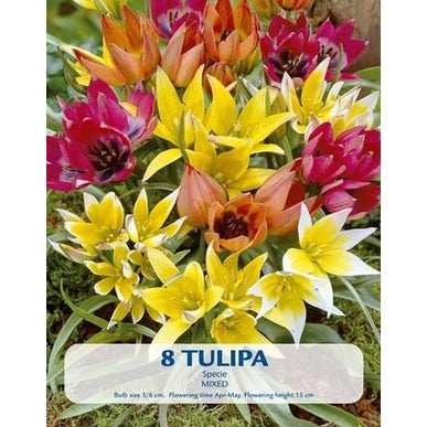 Tulpan Vildartad Mix 8-pack